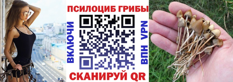Псилоцибиновые грибы Psilocybe  Лобня 